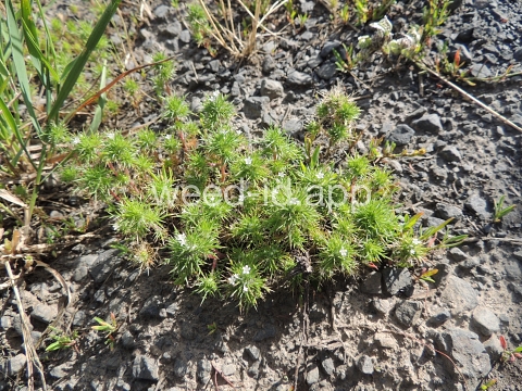 navarretia, needle-leaf